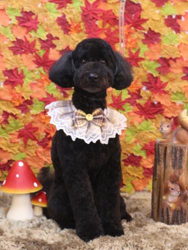 20241101アロちゃん